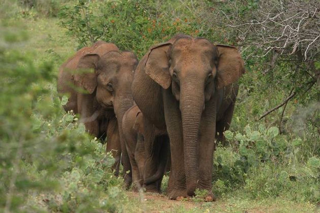 Moda Elefante-asiático (Elephas maximus)

