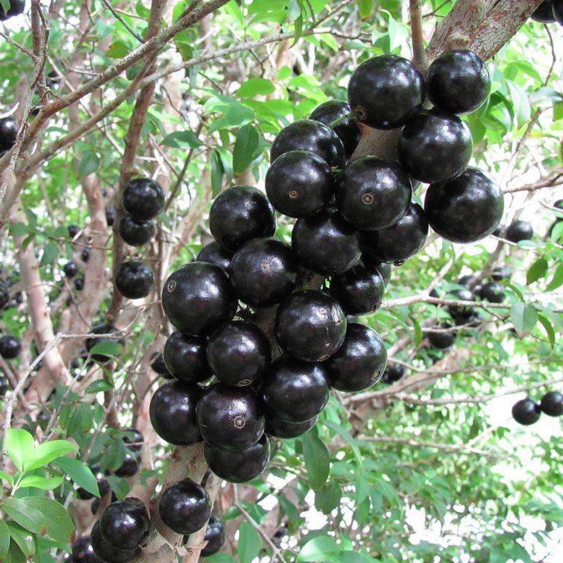 Moda Jabuticaba 