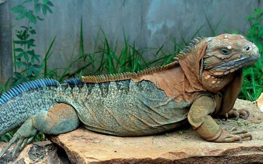 Iguana da Jamaica 
