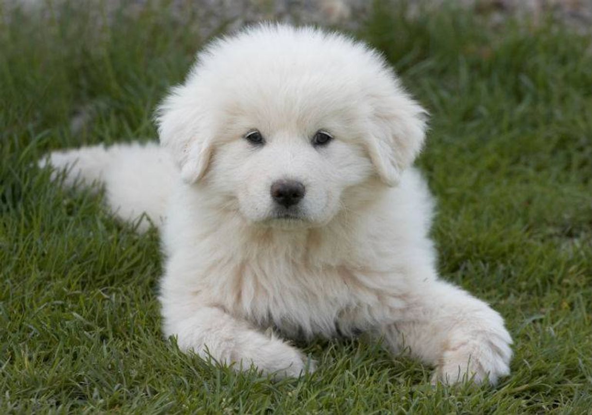 Fashion Great Pyrenees