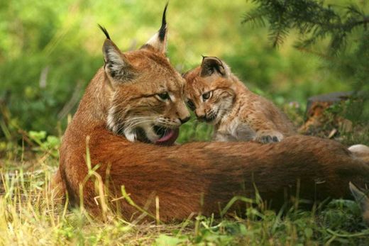 Lince-ibérico (Lynx pardinus)

