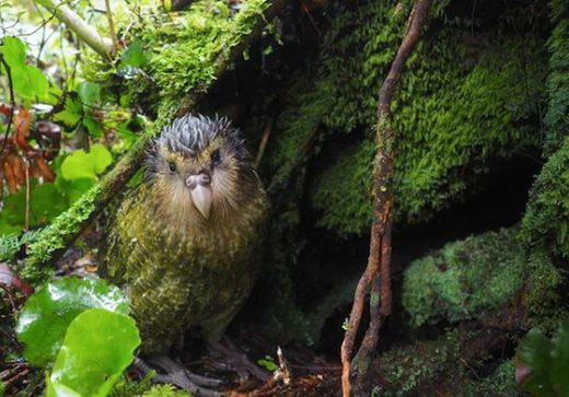 Papagaio kakapo