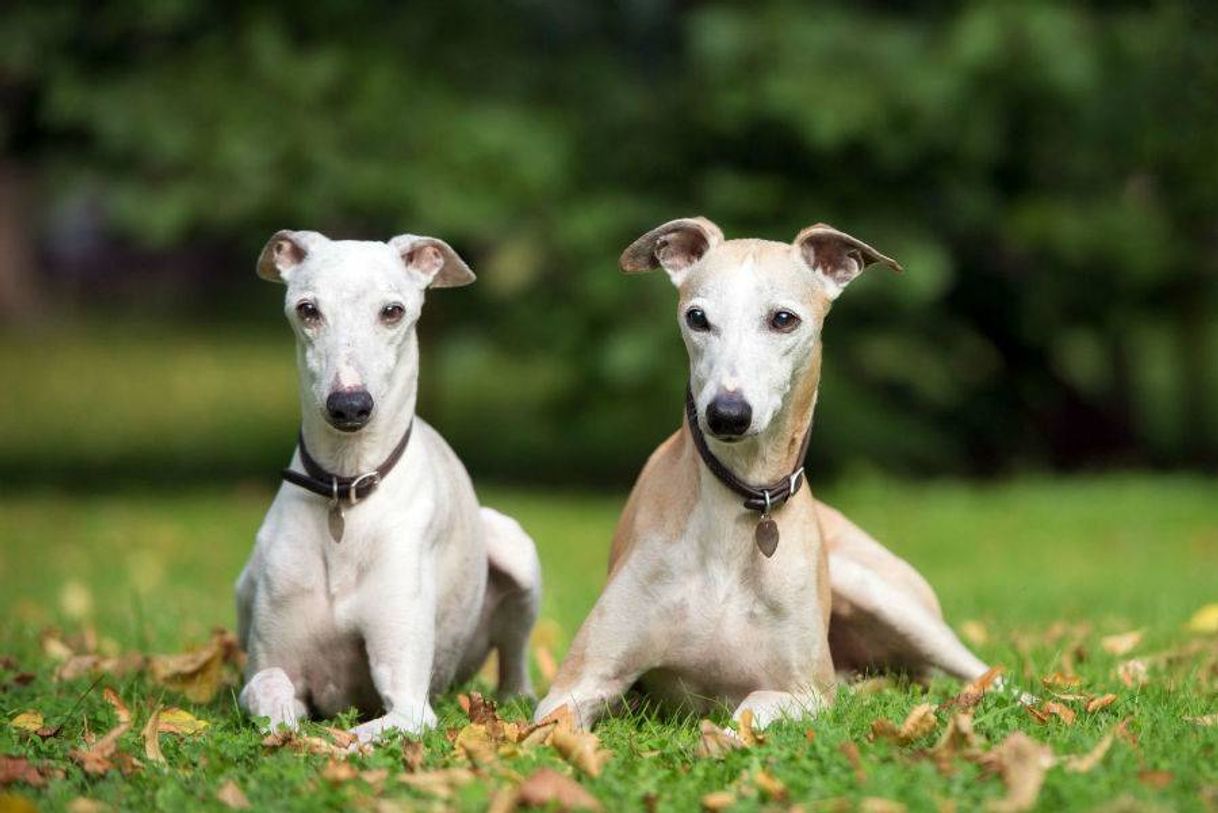 Fashion Whippet