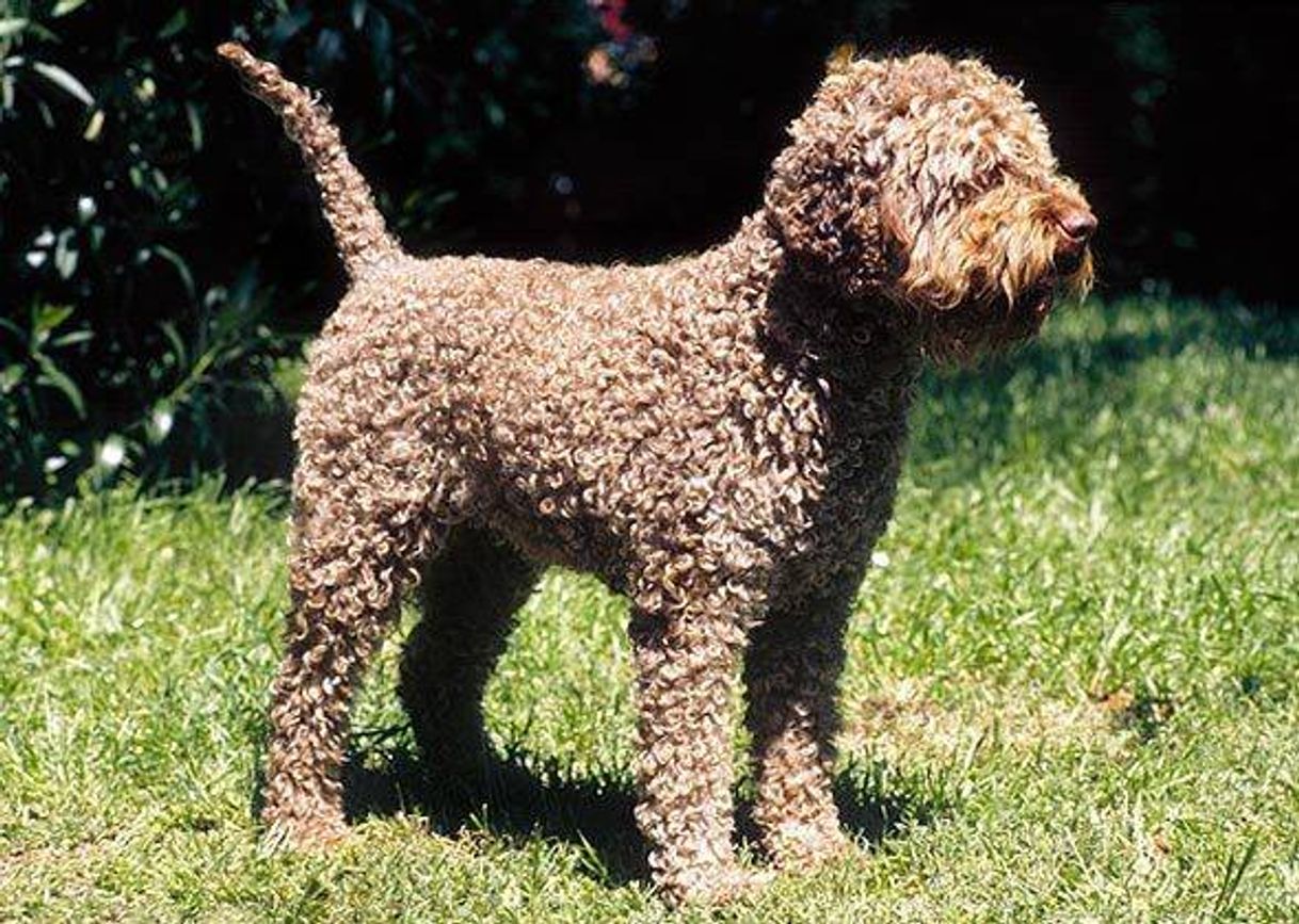 Fashion Lagotto romagnolo