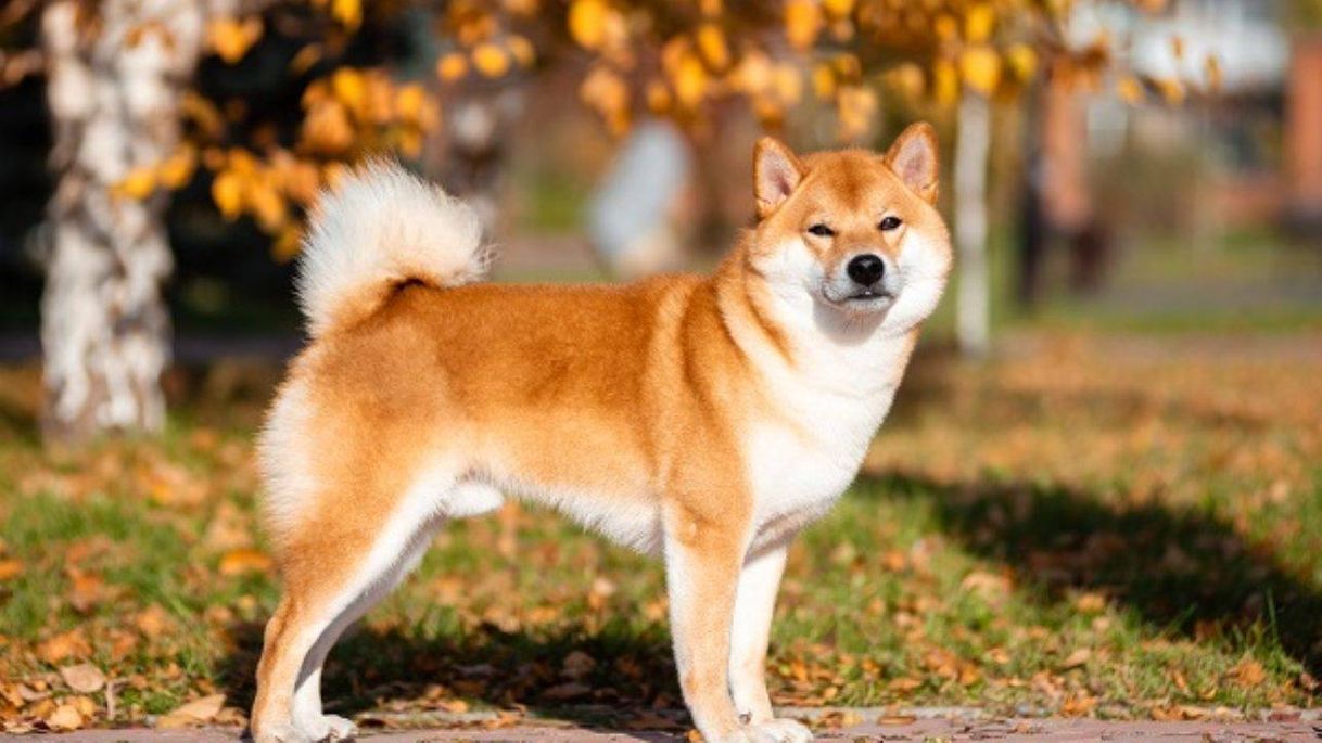 Moda Shiba inu