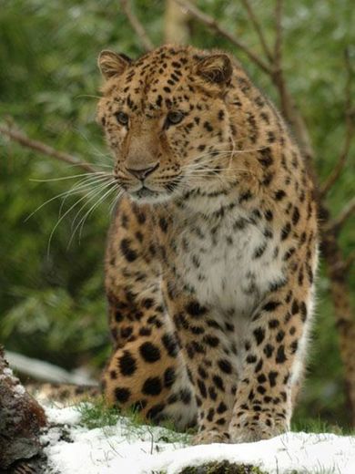 Leopardo-de-amur 