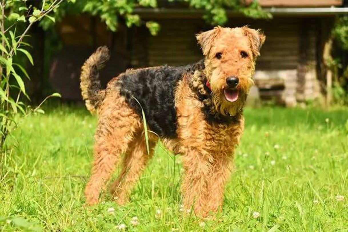 Fashion Aeredale terrier