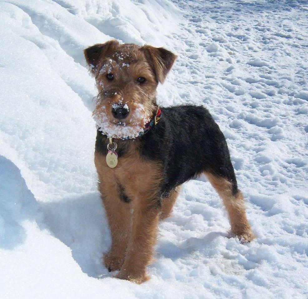 Moda Airedale Terrier filhote