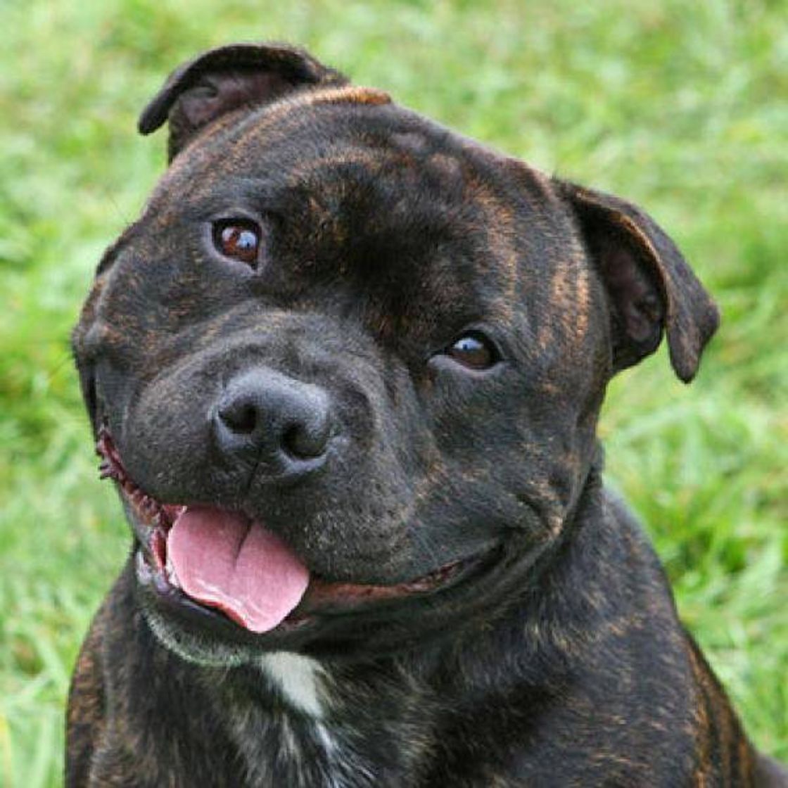 Moda Staffordshire bull terrier