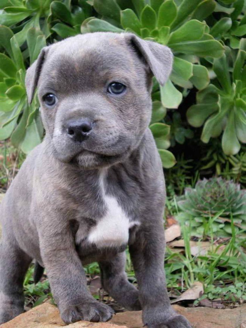 Moda Staffordshire bull terrier