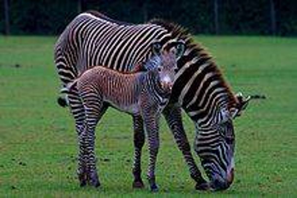 Moda Zebra-de-grevy 