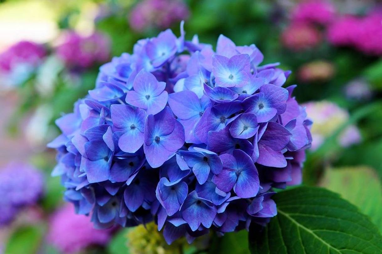 Social Hortênsia 