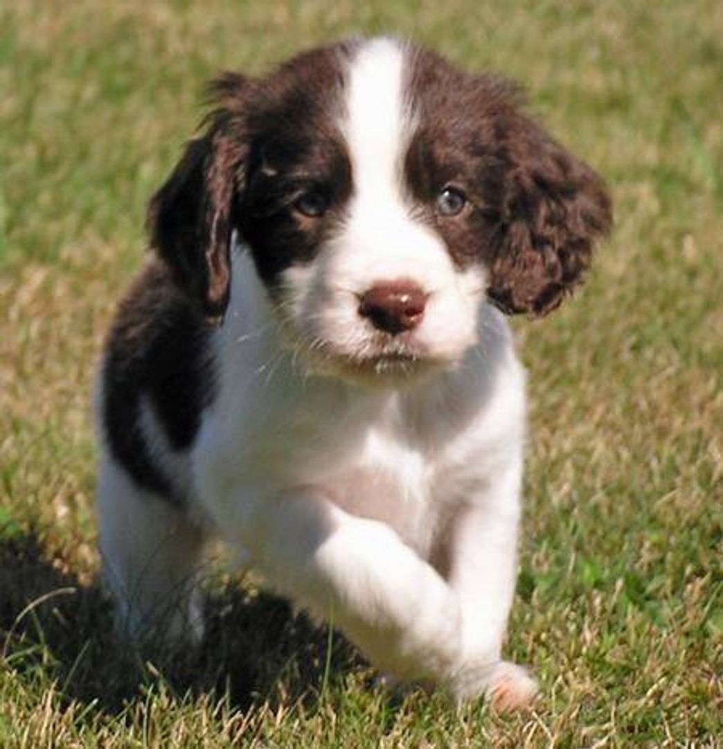 Fashion Springer Spaniel Inglês 