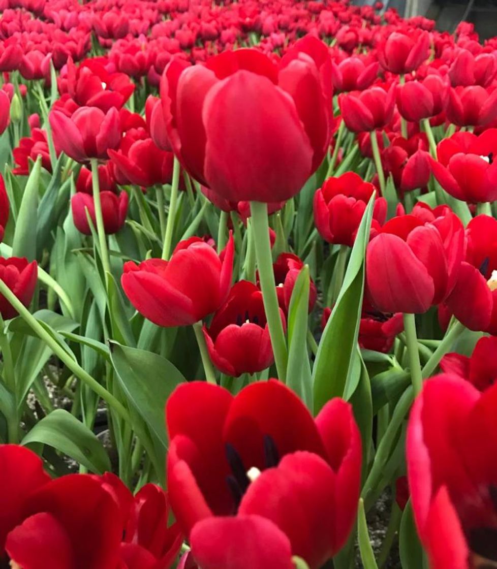 Social Tulipa