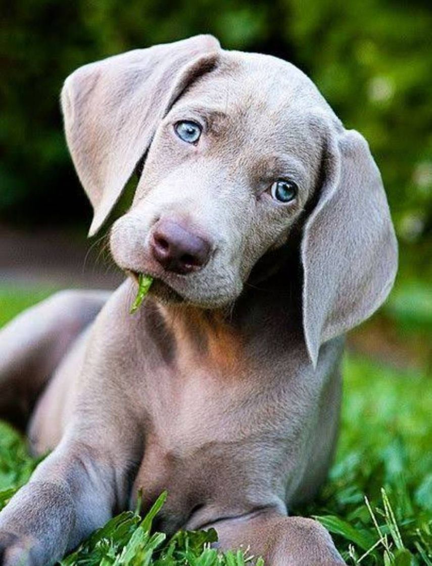 Fashion Weimaraner 