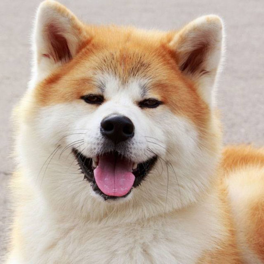 Moda Akita inu