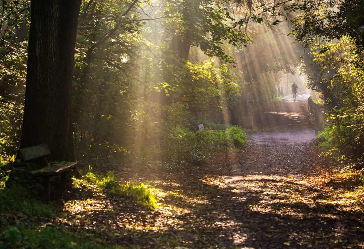 Place Hampstead Heath