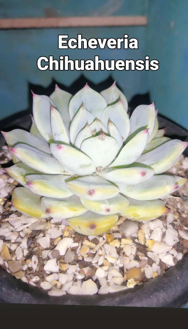 Moda Echeveria