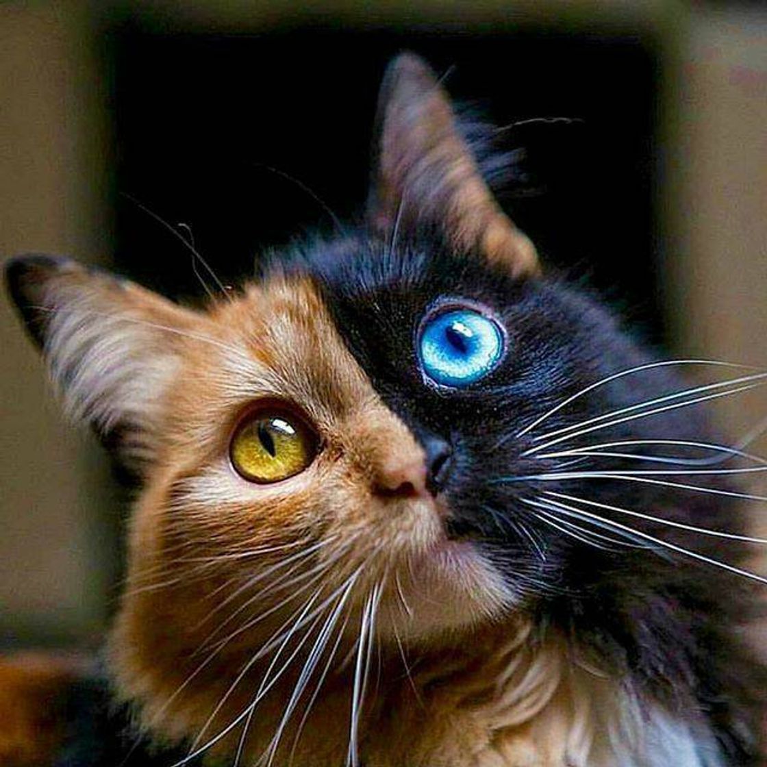 Moda Gato lindo heterocromia.