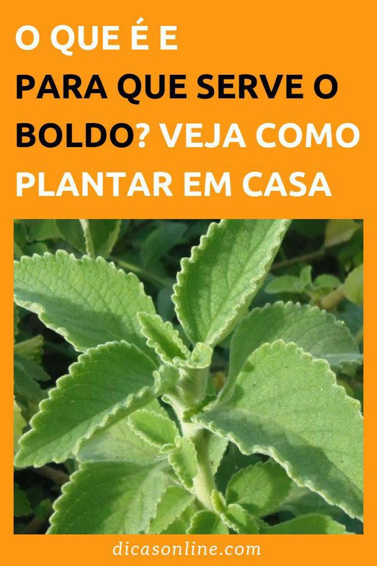 Moda Antibióticos natural boldo