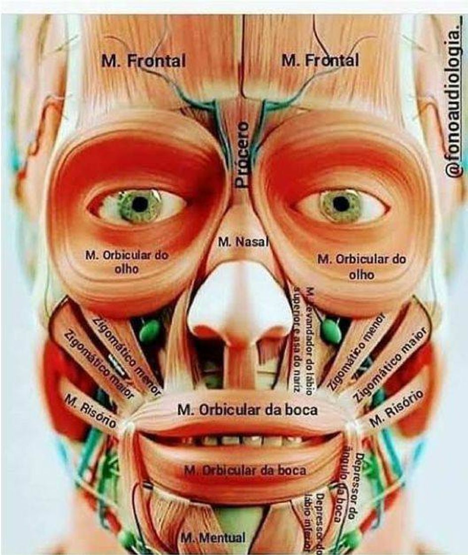 Fashion Anatomia.