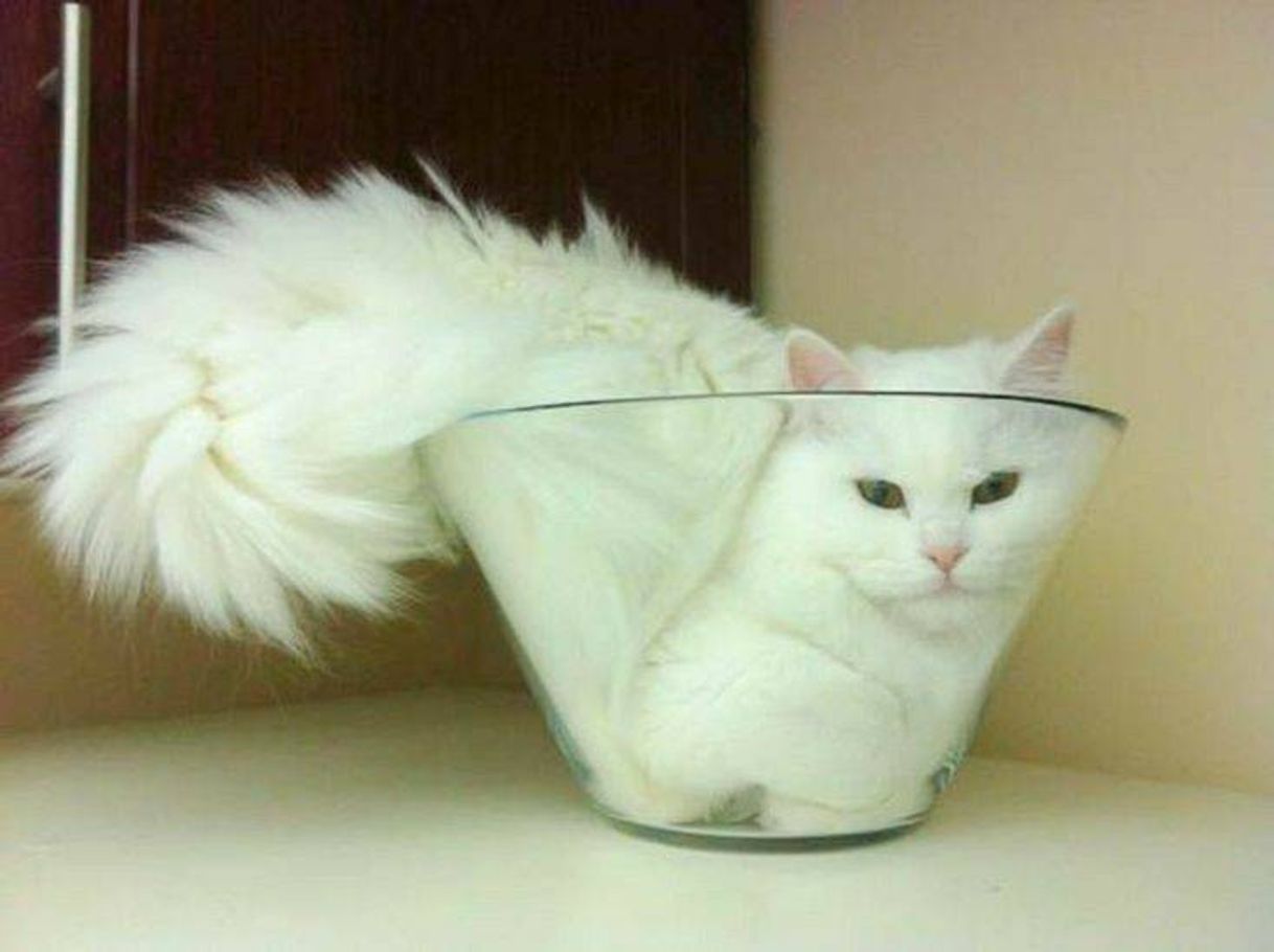 Fashion white cat