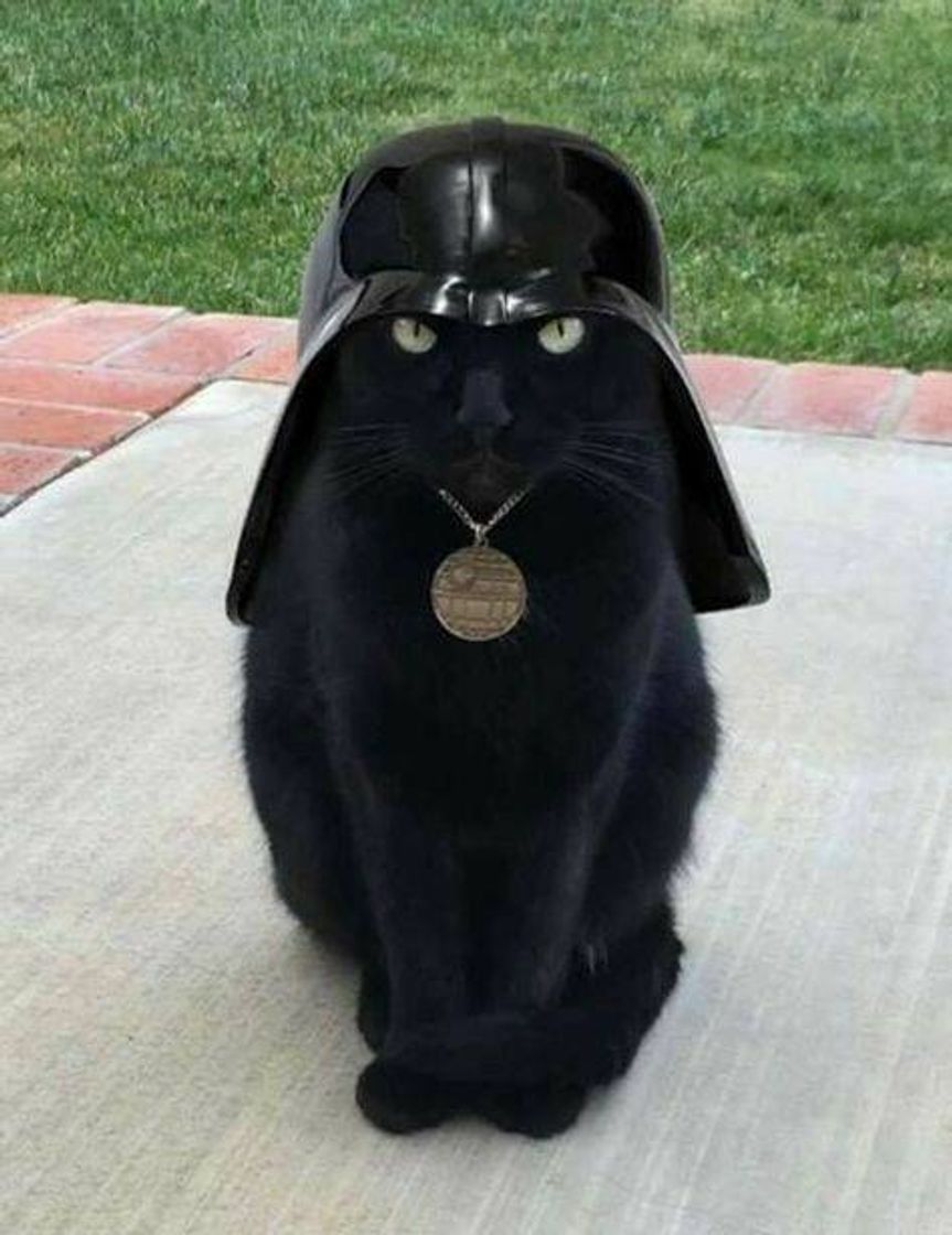 Fashion vader cat