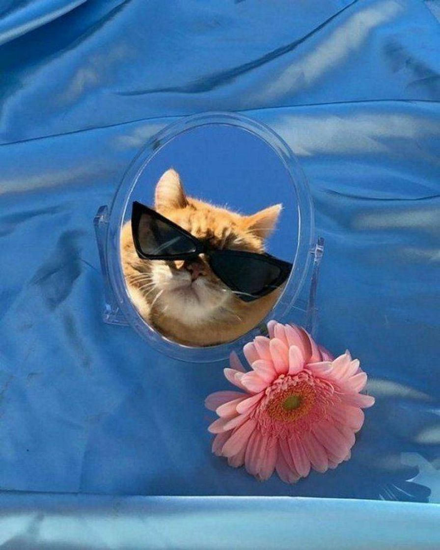 Fashion summer cat