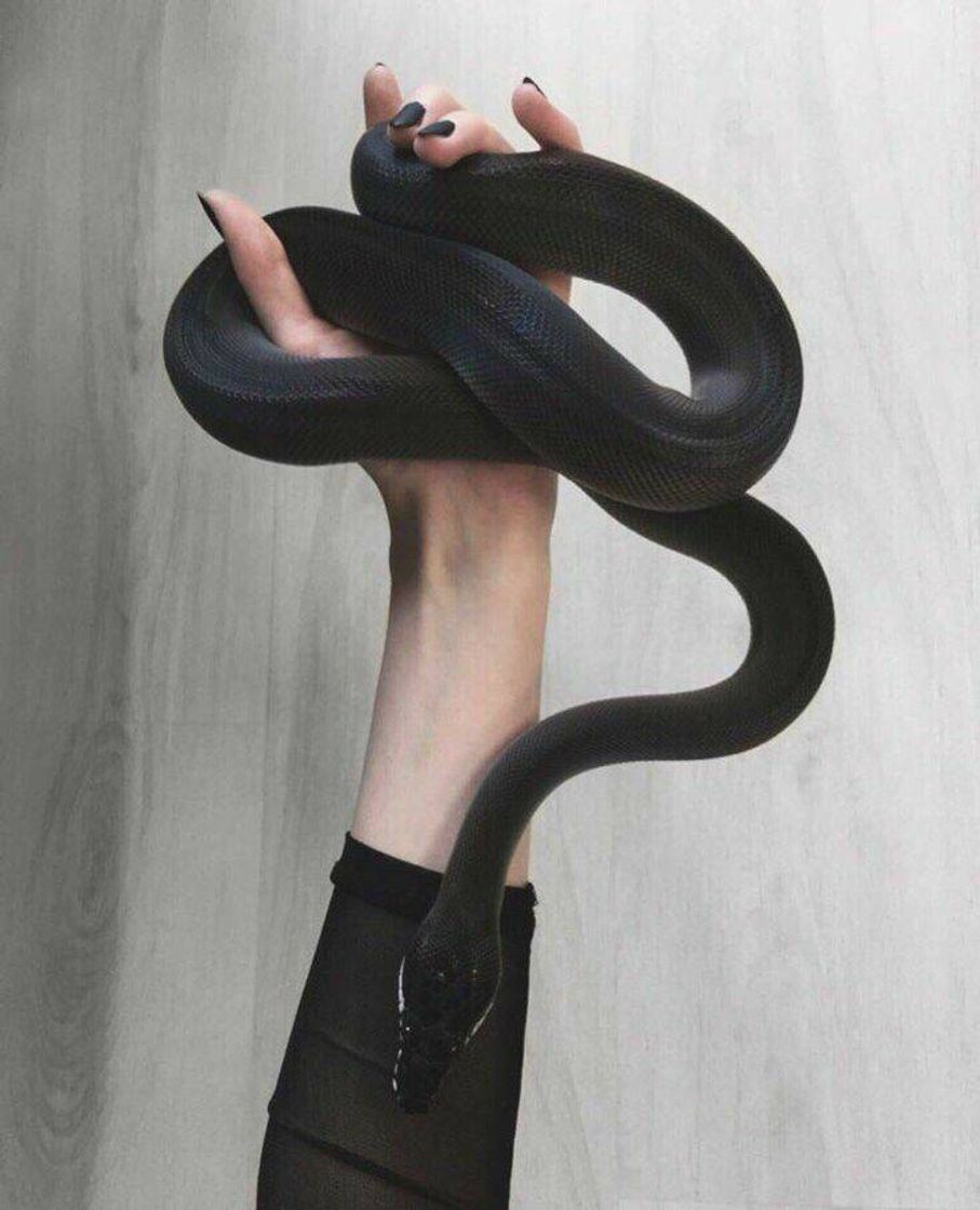 Fashion 🐍