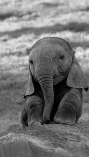 Baby elefante 