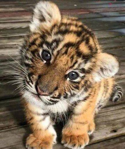 Baby tigre 