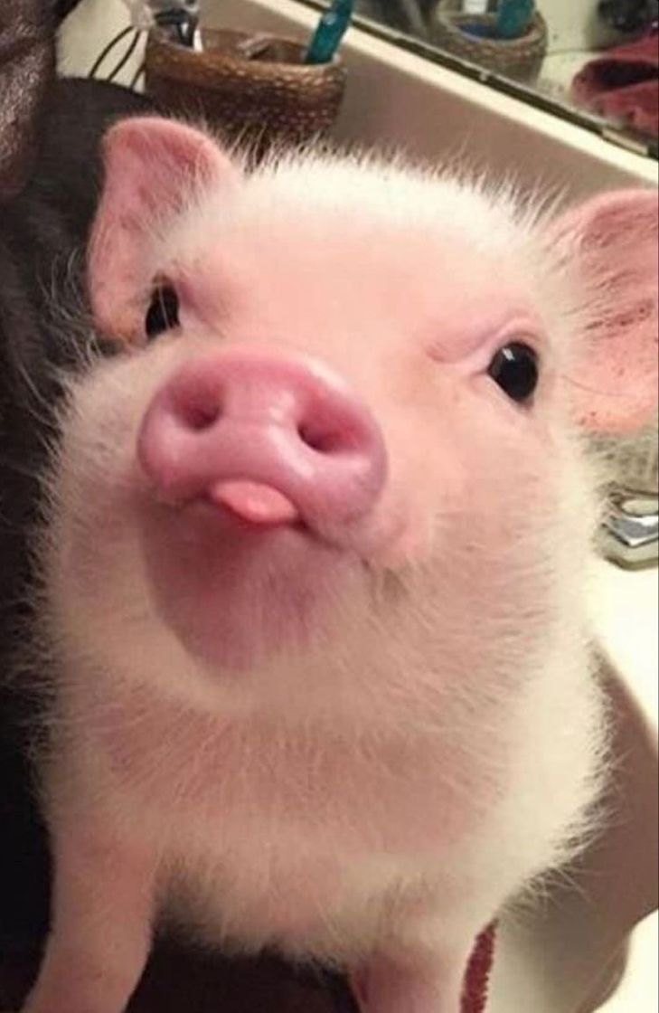 Fashion baby pig