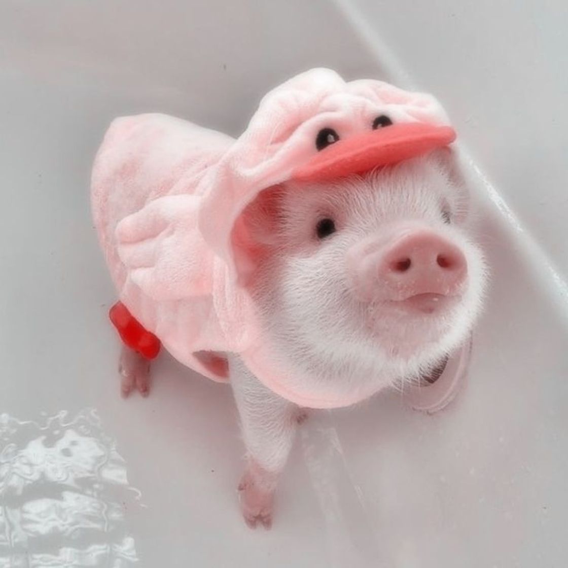 Fashion baby pig