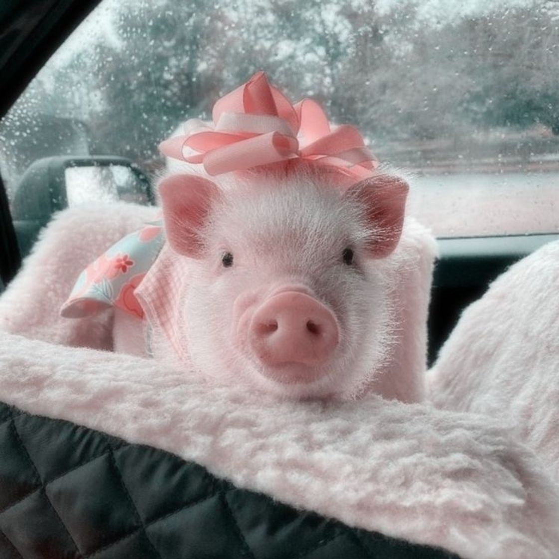 Fashion baby pig