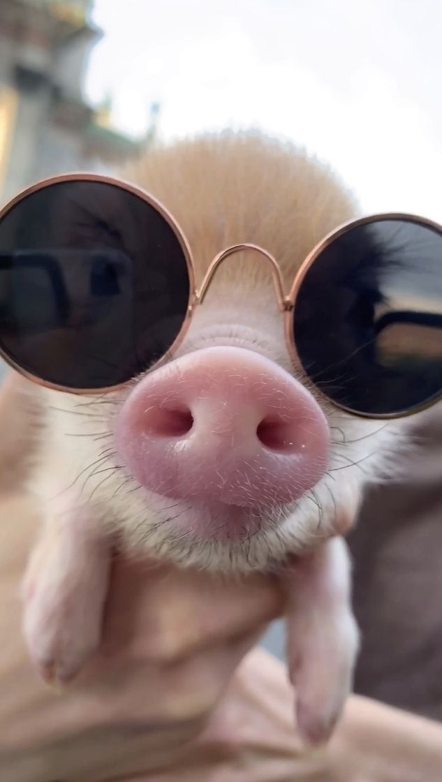 Fashion baby pig