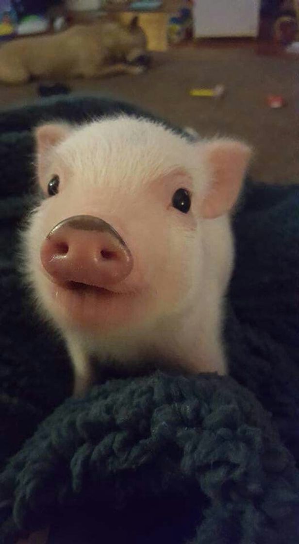 Fashion baby pig