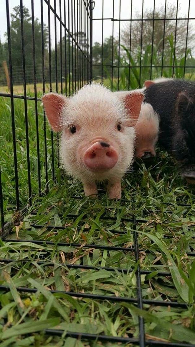 Fashion baby pig