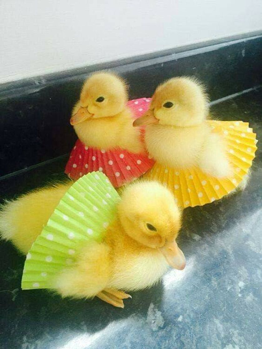 Moda Patos 🐥