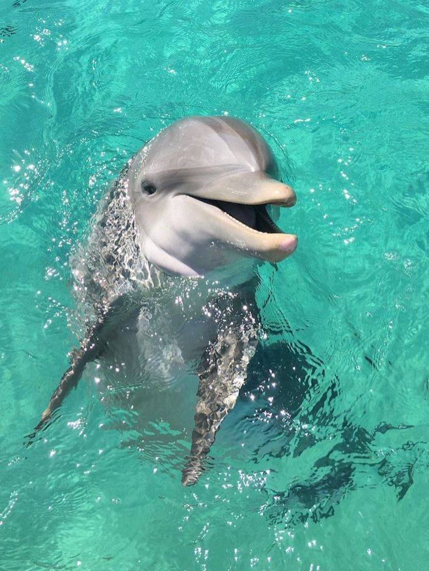 Fashion dolphin