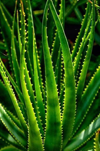 Green leaves