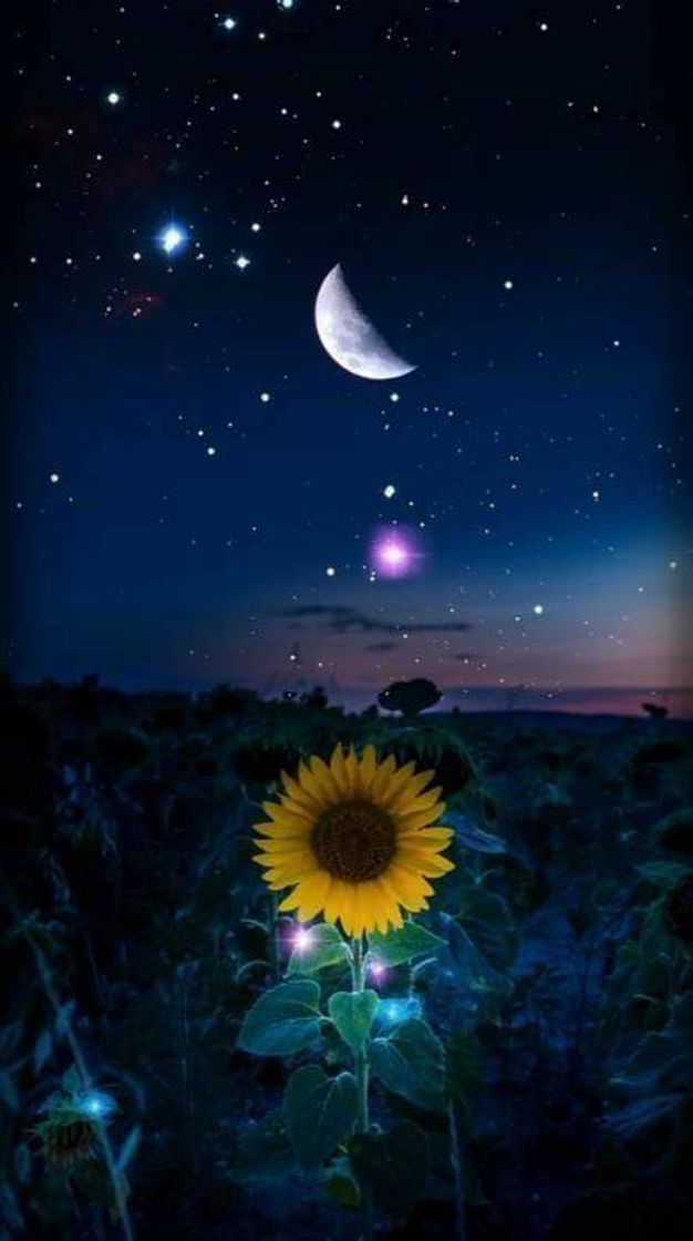 Fashion Wallpaper girasol a noite