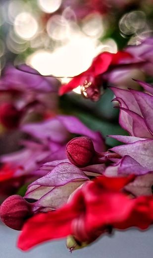 Clerodendrum thomsoniae 💐