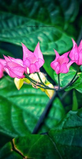 Clerodendrum thomsoniae 💐