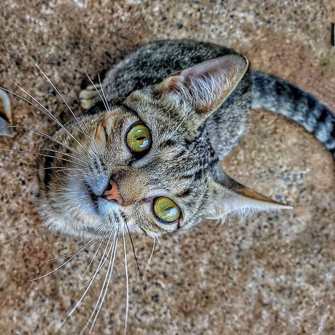 Fashion Bixano é um gatinho muito sapeca 😻