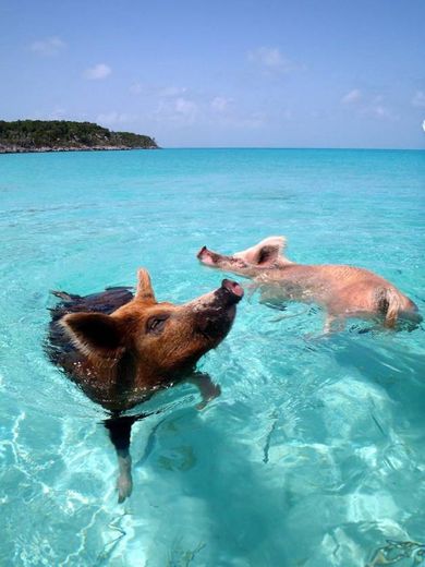 Ilha dos Porcos