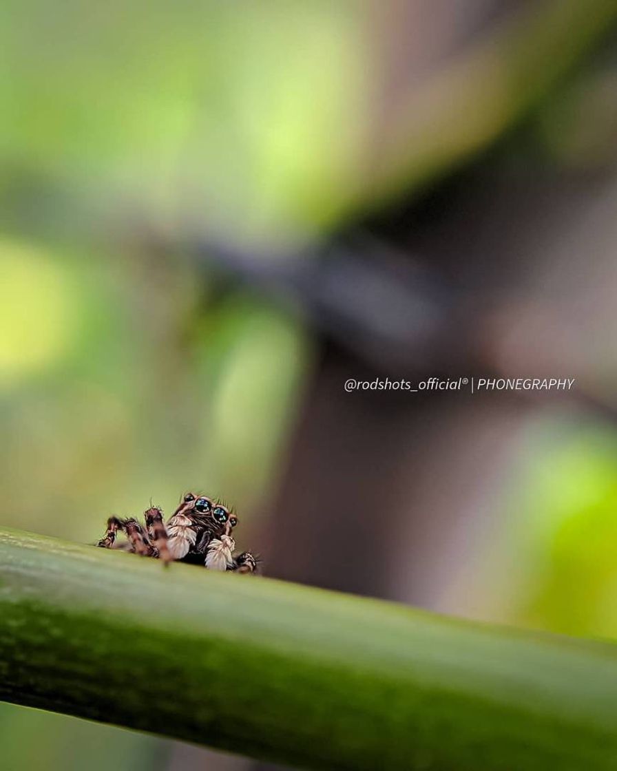 Fashion Que coisinha linda, né!? 🤳🕷️