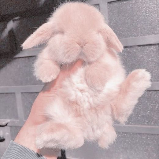 🐰