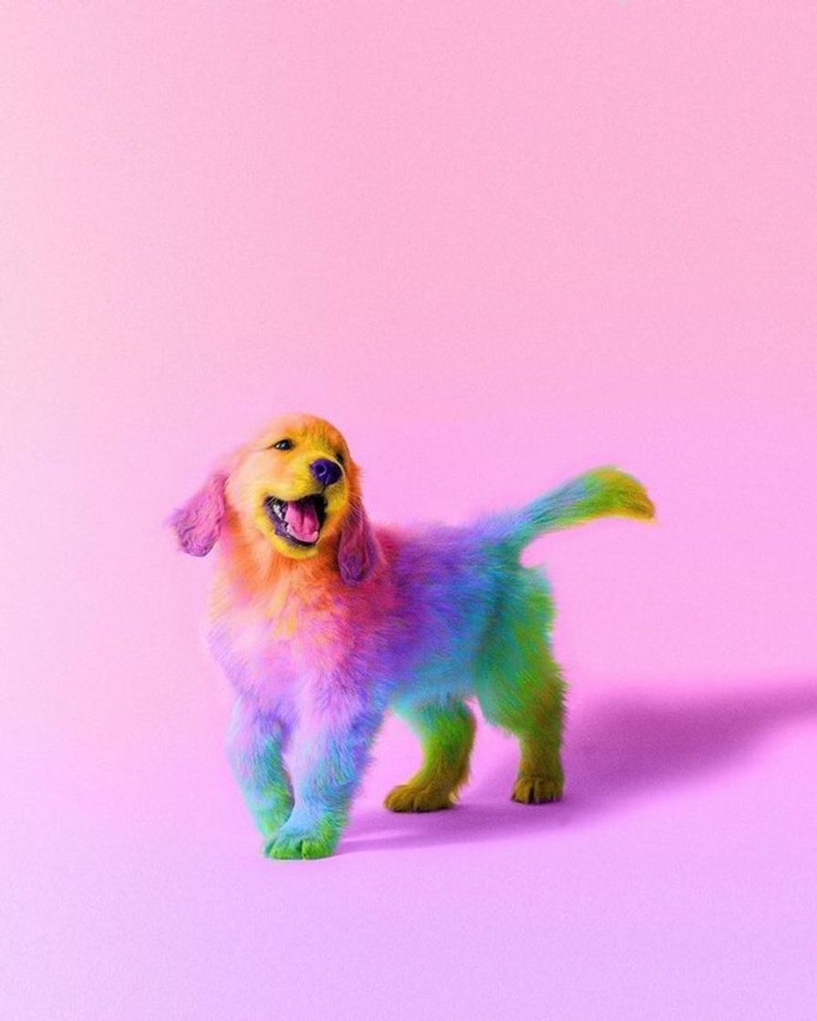 Fashion Dog fotos coloridas animais 🌈😍