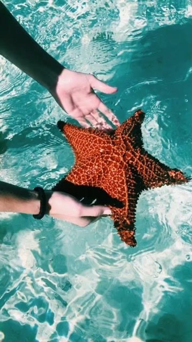 Moda starfish ⭐️