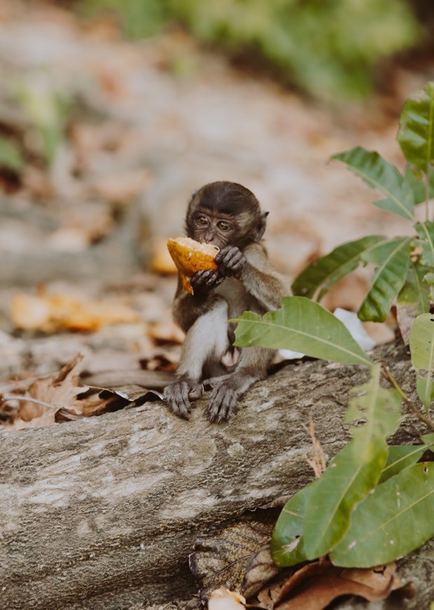 Lugar Monkey Beach